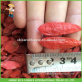 Export To USA Ningxia High Quality Dried Wolf Berry